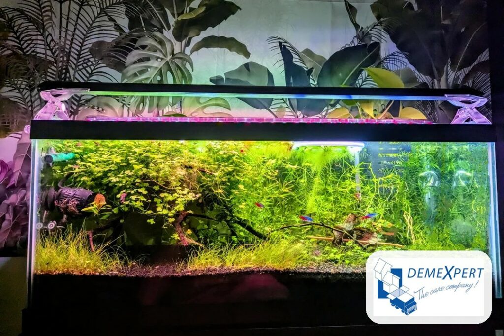 Aquarium planté avant un déménagement, Demexpert Strasbourg