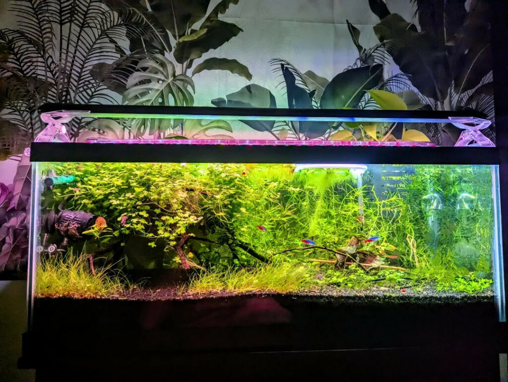 le demenagement un aquarium en toute securite - demexpert strasbourg