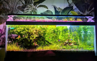 Le déménagement d’un aquarium en toute sécurité